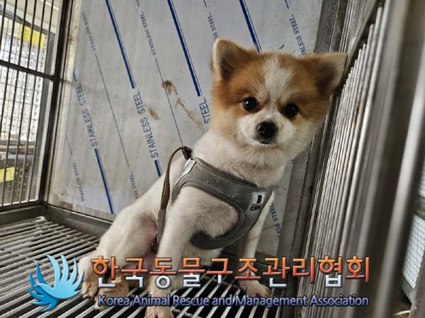 포메라니안 이미지 파일 입니다.